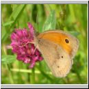 Maniola jurtina - Grosses Ochsenauge 01.jpg